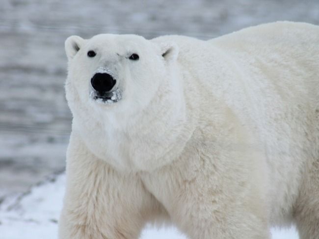 Белый медведь загрыз строителя объекта Минобороны РФ в Арктике