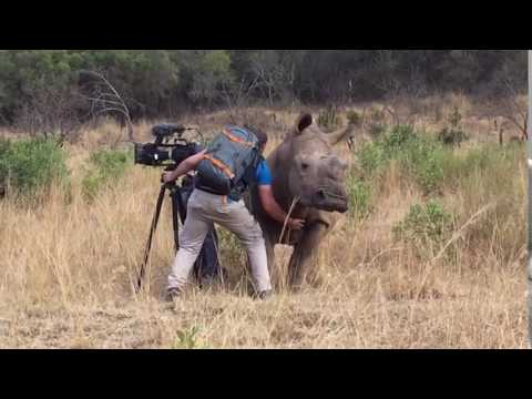 Дикий носорог подошел к человеку, попросив почесать ему живот