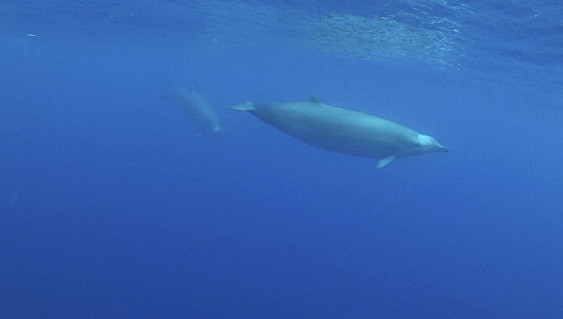 Ученые сняли на видео редкого в мире кита, которого считали вымершим
