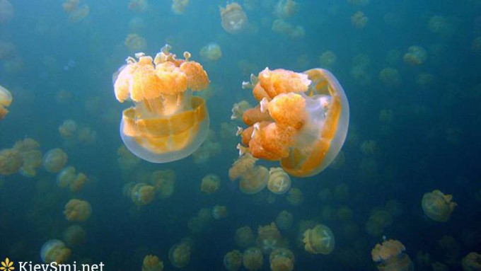 Ученые отыскали в океане бессмертную медузу