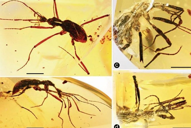 Жуки-хищники возрастом 100 млн лет найдены в бирманском янтаре