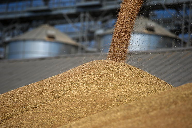 Турция не подтвердила ограничений на ввоз пшеницы из РФ