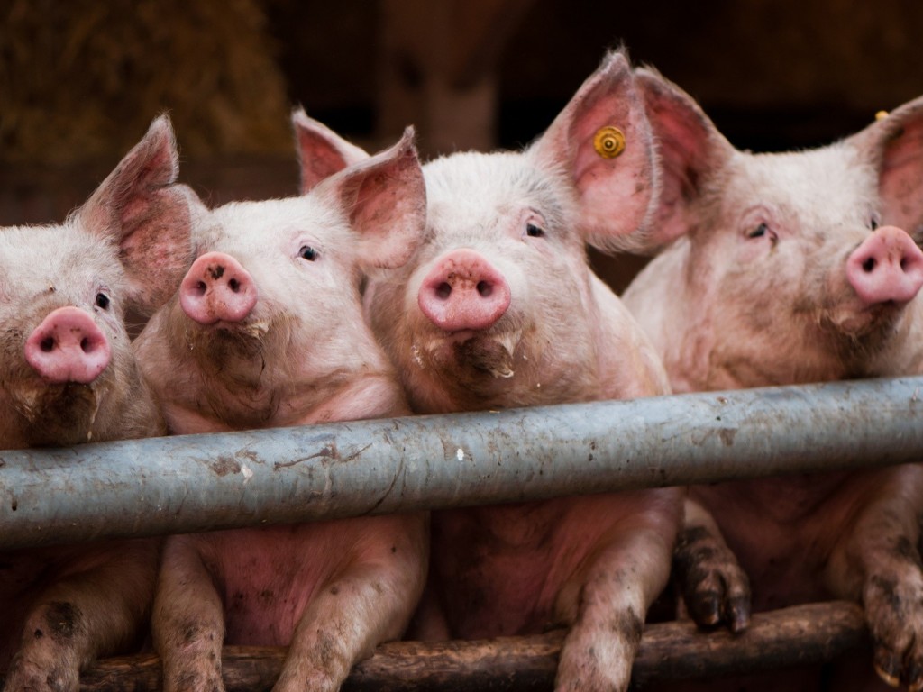 В крае сложилась угроза занесения вируса африканской чумы свиней