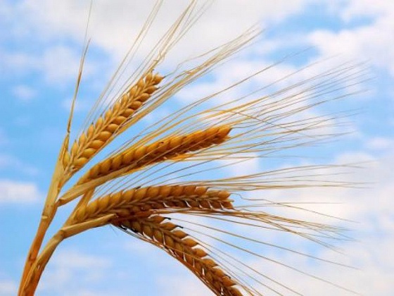 Сибирские ученые «научили» смартфон считать зерна пшеницы по фото