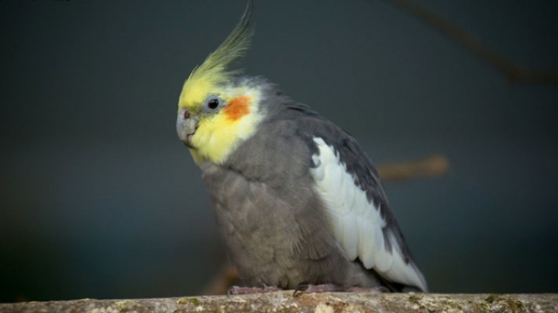 Ученые обнаружили попугаев с заразительным смехом