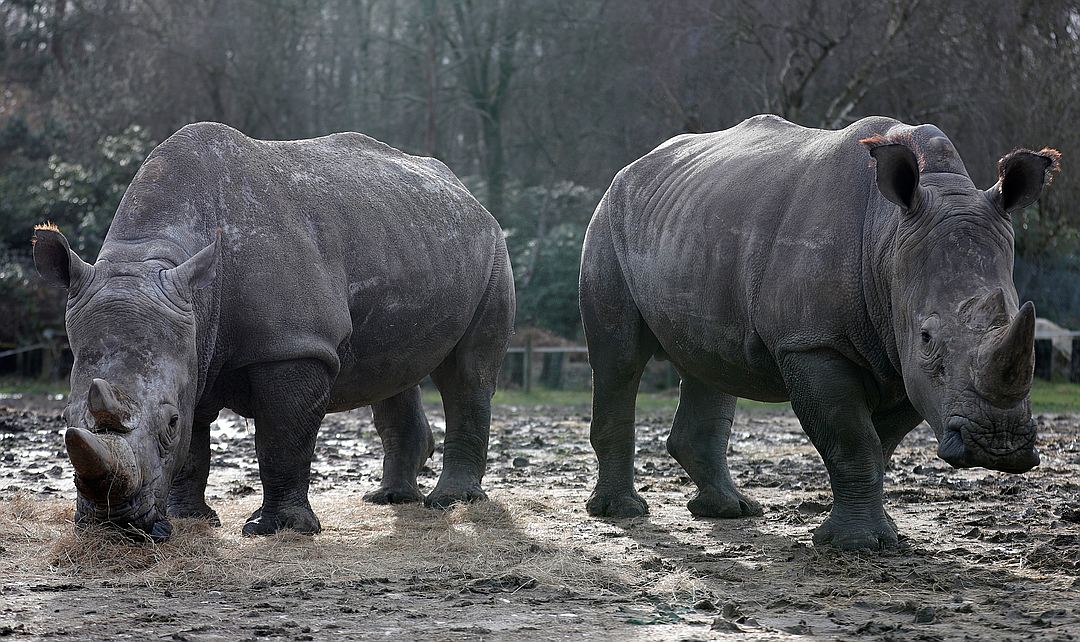 Во Франции редкостный носорог из зоопарка стал жертвой браконьеров