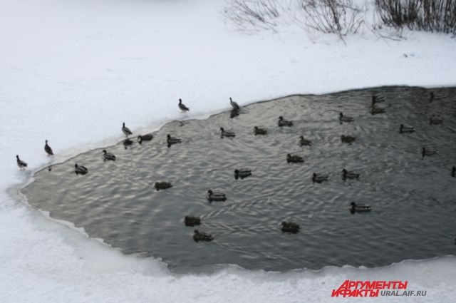 Перелетные птицы страдают из-за вернувшейся в Петербург зимы