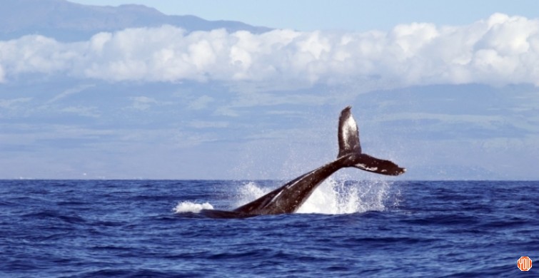 Ученые показали жизнь в океане глазами кита