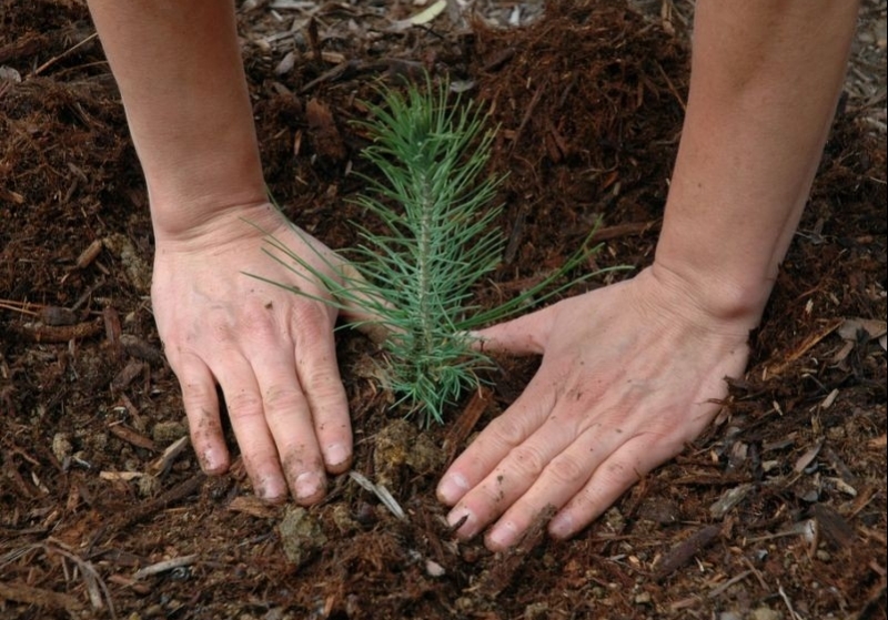 По итогам интернет-голосования в Волгограде могут высадить тысяча деревьев