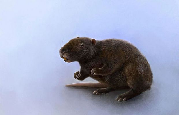 Русские археологи обнаружили останки до этого неизвестного старинного млекопитающего
