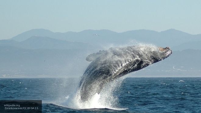 В Охотском море 2-х китов выбросило на берег штормом
