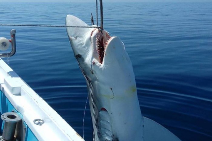 В Эгейском море рыболовы словили семиметровую белоснежную акулу