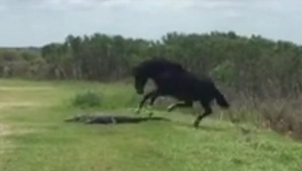 Взбесившаяся лошадь гневно набросилась на аллигатора и избила его копытами