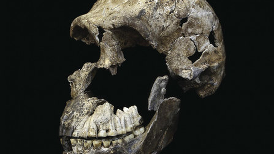 Останки Homo naledi могут поменять представление об эволюции человека
