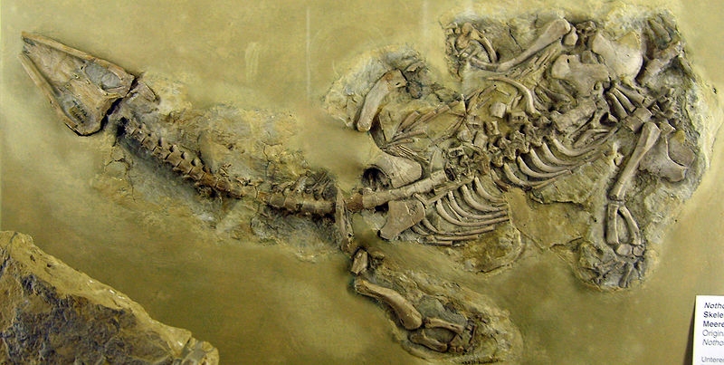 В музее Канады выставлена единственная в мире мумия динозавра