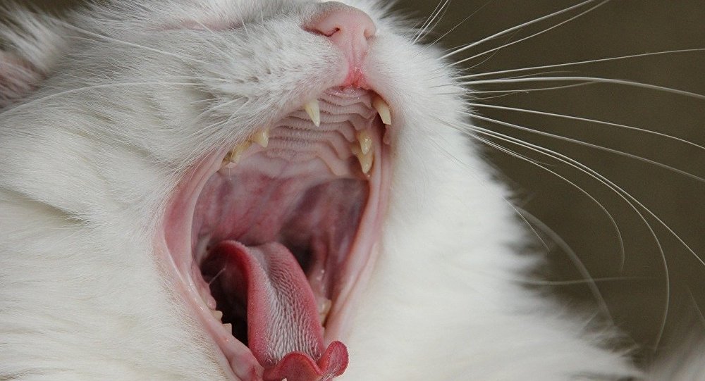 Кот, съевший круассан, стал звездой социальная сеть Instagram