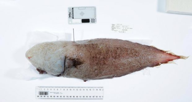 У берегов Австралии словили и показали считавшуюся вымершей рыбу без лица