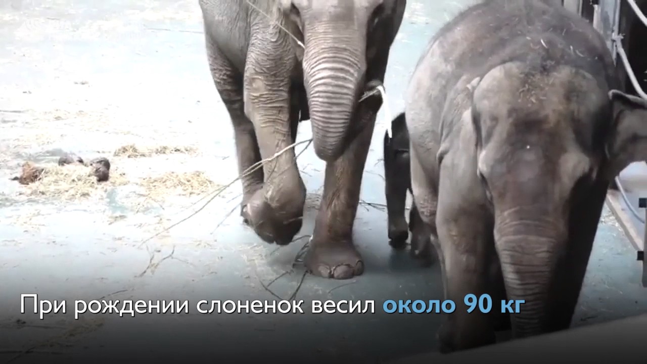 В Московском зоопарке родился слоненок