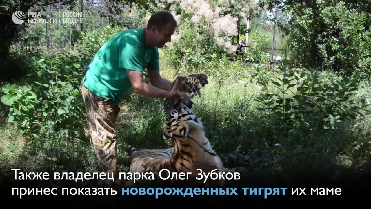 В крымском сафари-парке «Тайган» родился детеныш амурского леопарда по кличке Каспер