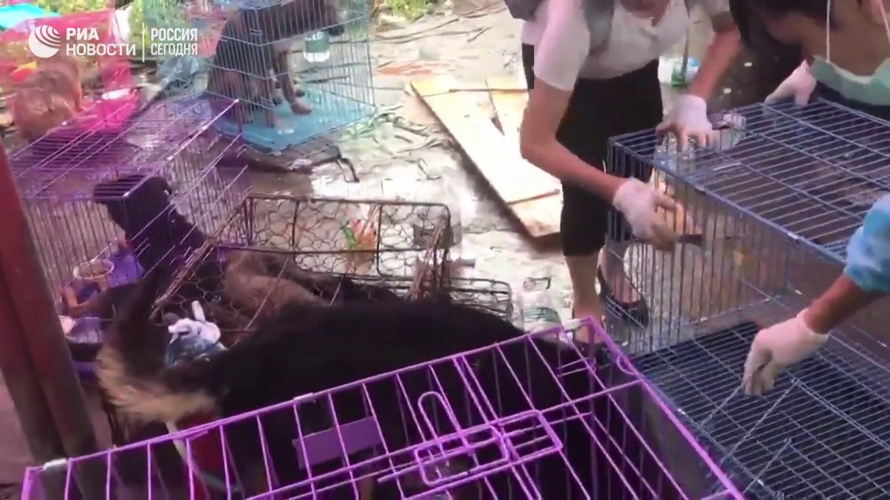 Российские волонтеры спасли больше тысячи собак от забоя на фестивале собачьего мяса в Китае