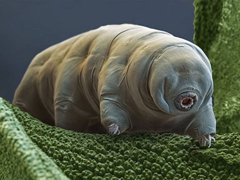 Что делает их особенными?