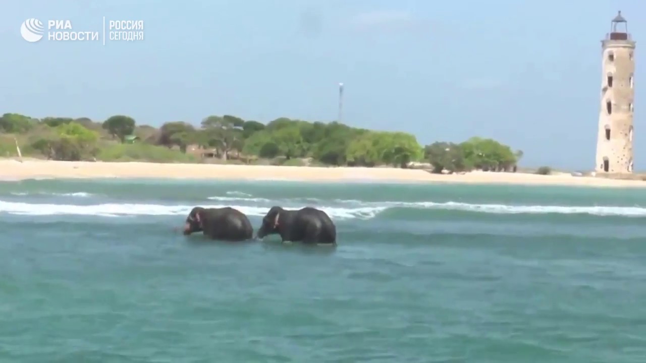 На Шри-Ланке спасли двух слонов, которых унесло в открытое море