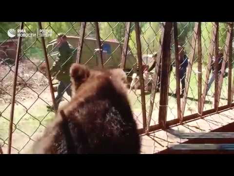Спасенный медвежонок Балу
