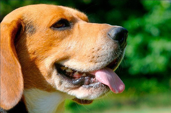 Китайские ученые вывели первую в мире генномодифицированную собаку
