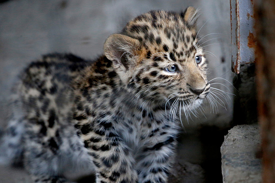 Суд запретил объявления в глобальной сети о продаже леопардов на Ставрополье