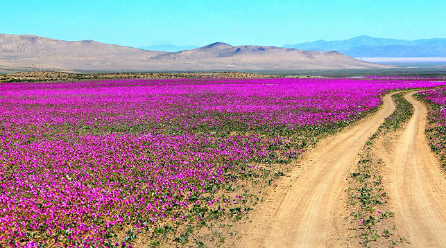 Самая засушливая пустыня в мире покрылась цветами