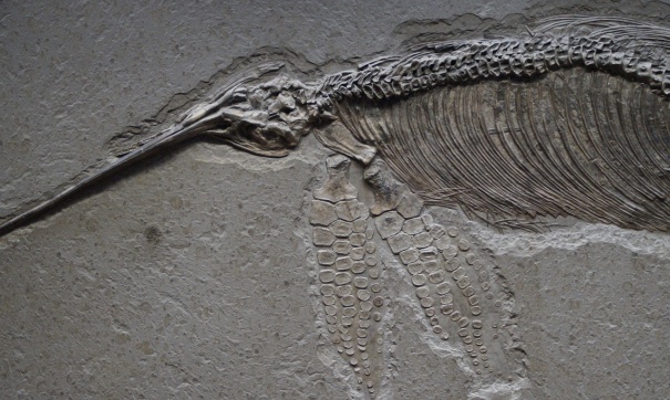 Ученые обнаружили самый крупный скелет редкой морской рептилии
