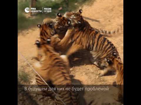 Китаец разводит тигров