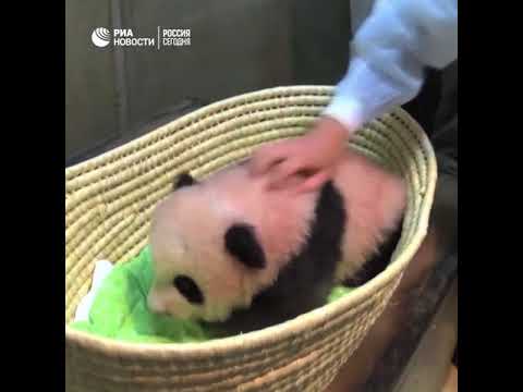 Панде из токийского зоопарка дали имя