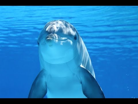 В Испании спасли дельфина