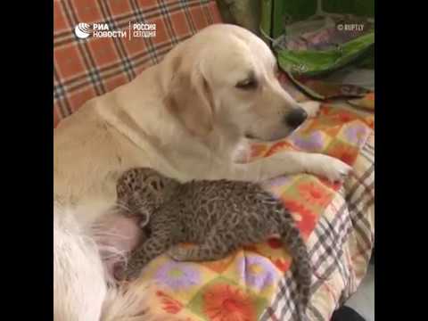 Собака «удочерила» детеныша леопарда во Владивостоке