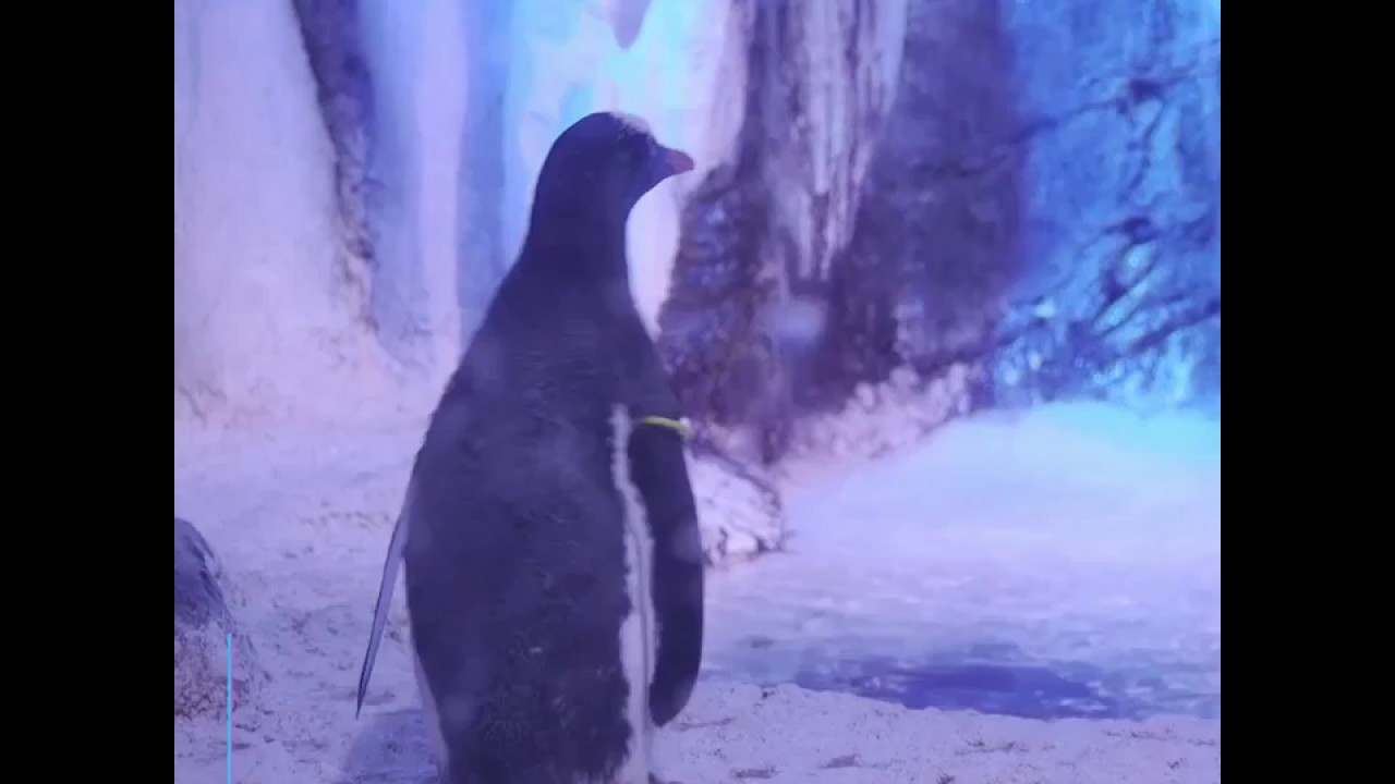 Пингвины хинду