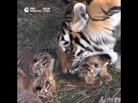 Четверо детенышей амурского тигра родились  в крымском сафари-парке «Тайган»