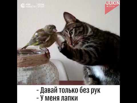 Кот и птица