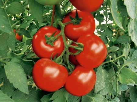 В Красноярске людей кормили небезопасными огурцами и томатами