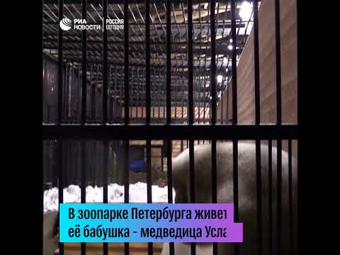 Белая медведица Хаарчаана осваивается в зоопарке Петербурга