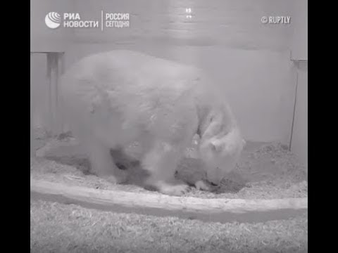 Белый медвежонок в берлинском зоопарке