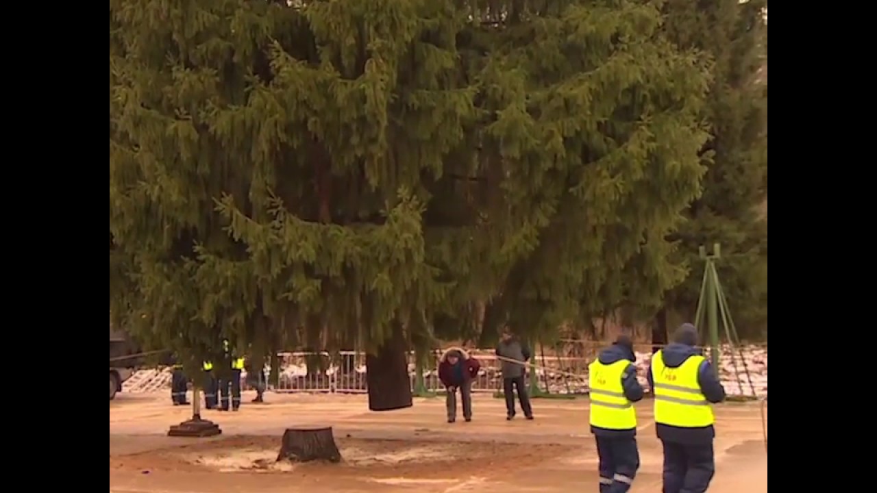 Главную новогоднюю ель России срубили в Подмосковье