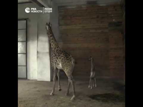 В Крымском сафари-парке «Тайган» родился жирафенок