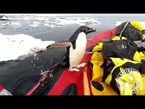 В Антарктике ученые сняли на видео визит пингвина