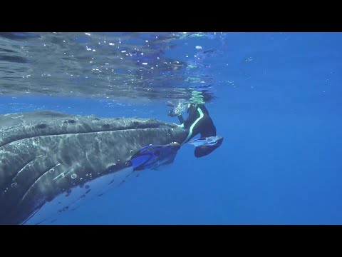 Кит спасает женщину от акулы