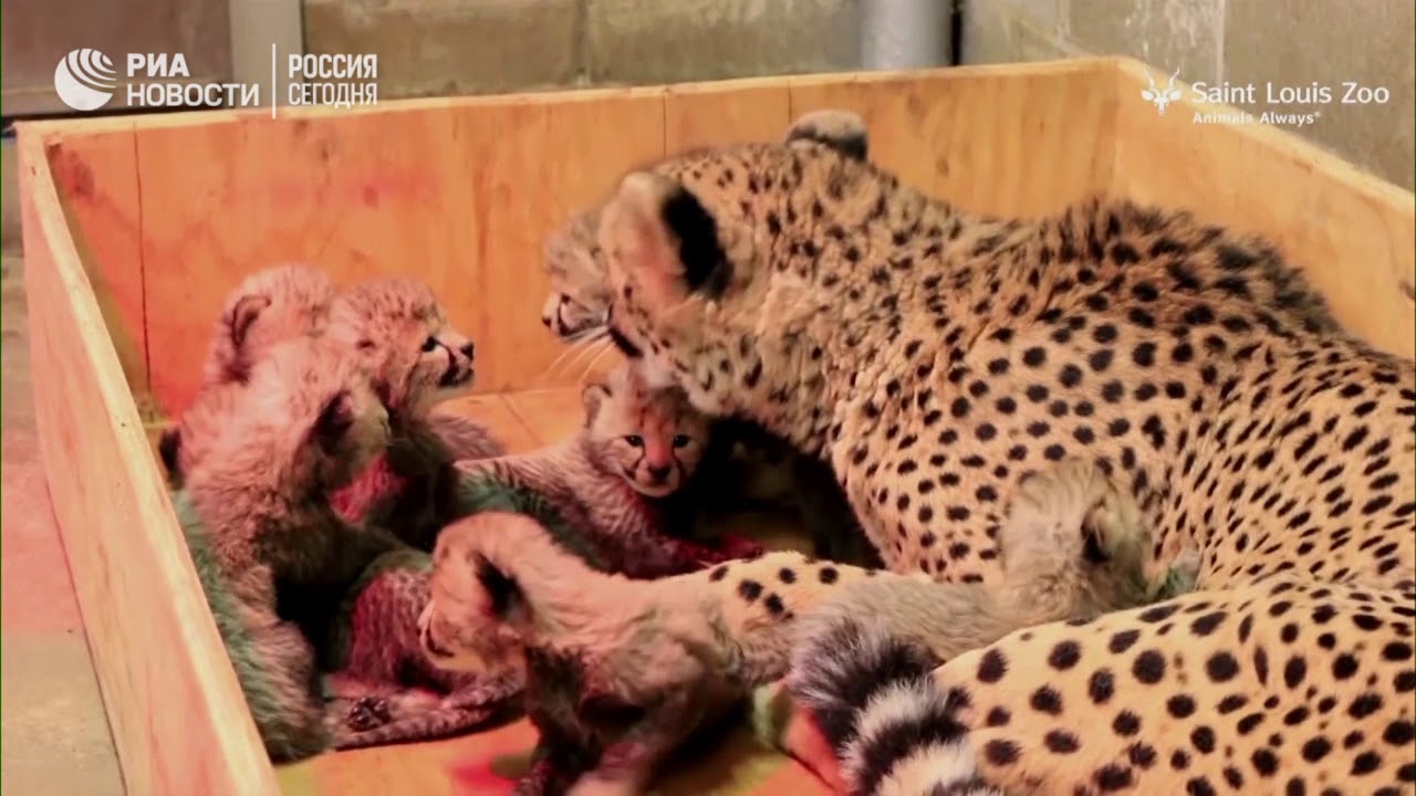 Сразу восемь котят появились на свет у самки гепарда в Сент-Луисе
