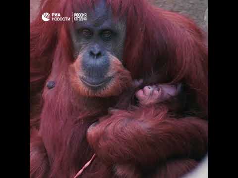 Орангутана Эмму с детенышем впервые показали публике в Честерском зоопарке.