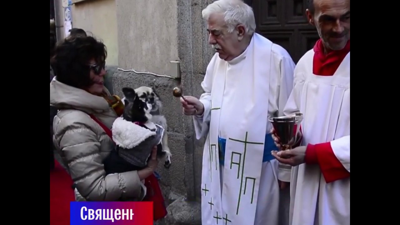 Священники благословили животных в Мадриде