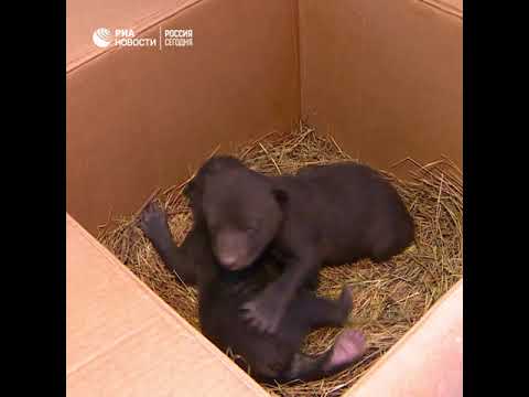 Найденных в Новой Москве медвежат кормили из бутылочек в центре передержки