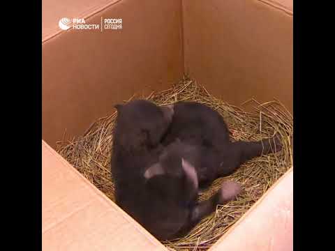 Медвежата, найденные в Новой Москве